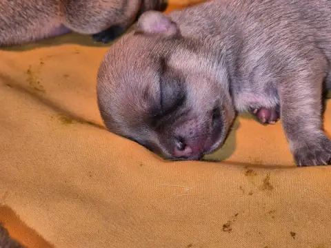 Chihuahua  Chiot 2 De La Vallée D'Uria