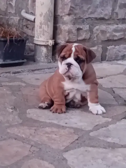 Bulldog Anglais  Betty Du Domaine Des Gueules D'Amour b4e8e