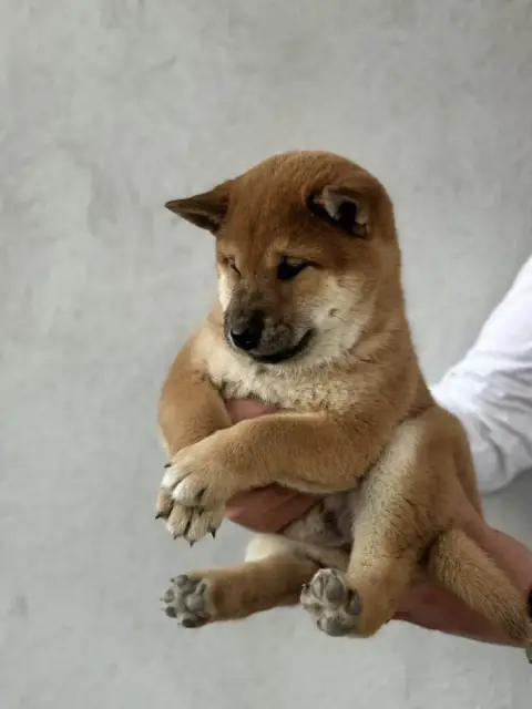 Shiba  Bisha