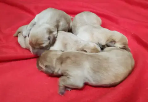 Labrador Retriever  B... Des Adrilines Des D'Opale De 94865
