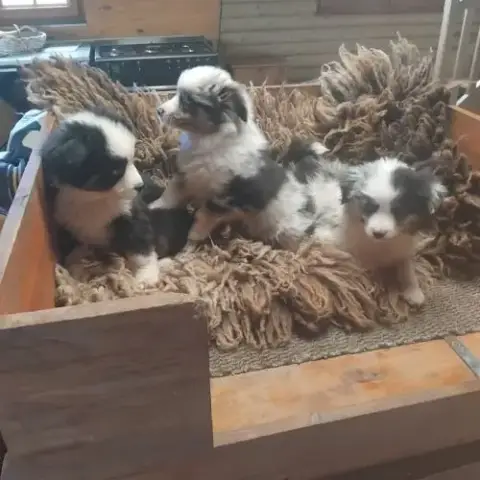 Chiots Berger Americain Miniature