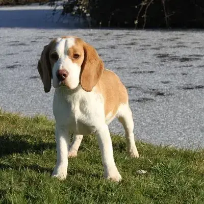 Valto