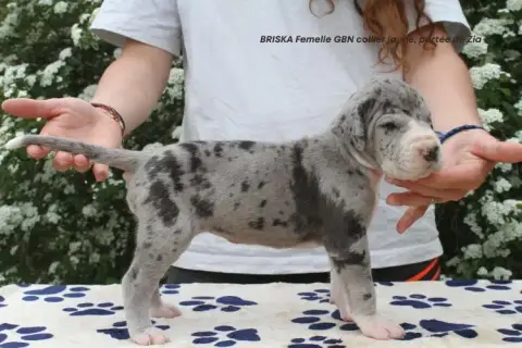 Dogue Allemand  Briska Du Clos Du Bonheur photo 3