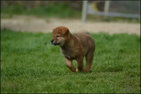 Shiba  Chiot 4 De L'Empire Des Samouraïs photo 2