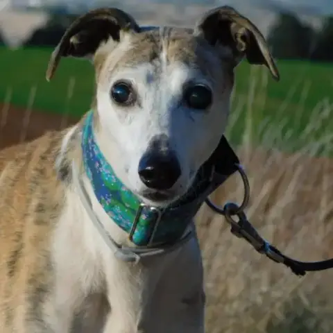 Cheri Galgo Aveugle, Il Voit Avec Son Coeur