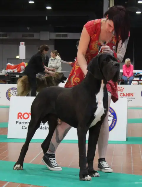 Dogue Allemand  Chiot 7 Du Domaine Du Rupt De Mad photo 3