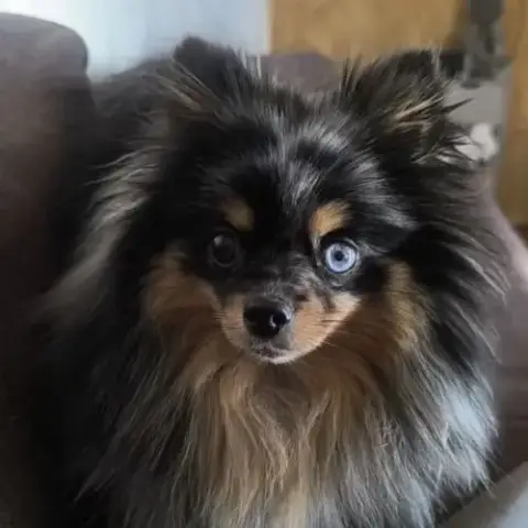 Spitz Non Lof