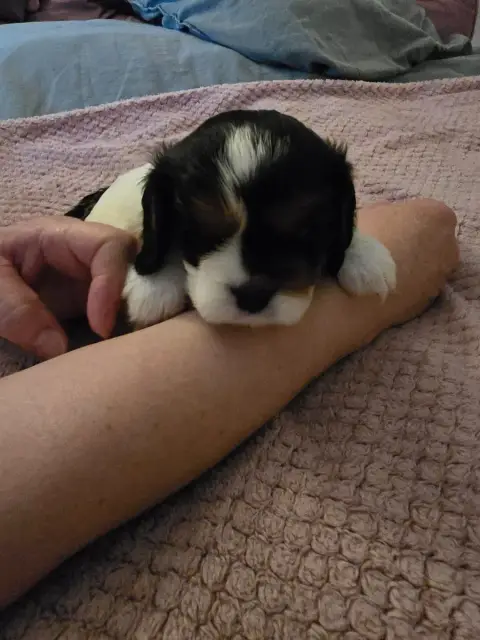 Cavalier King Charles Spaniel  Chiot N°2 Du Domaine D 2891d photo 3