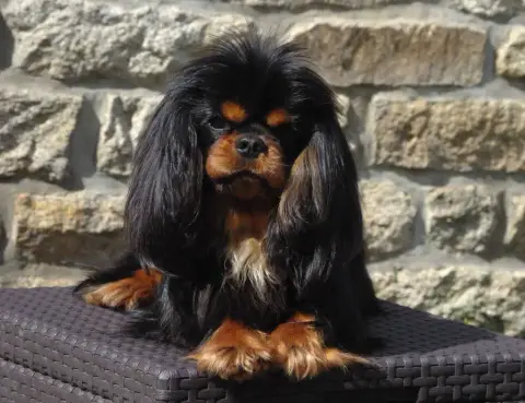 Cavalier King Charles Spaniel  B .....Collier Bleu De 792d7 photo 2