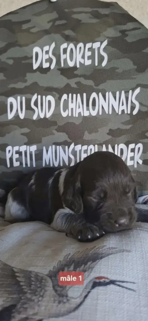 Petit Epagneul De Münster  Chiot N°1 Des Forêts Du Su f3e5e