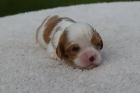 Cavalier King Charles Spaniel  B....... Du Millésime  1b723