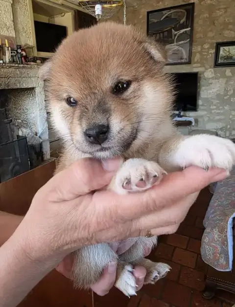 Shiba  Chiot 2 Eg Des Leus Altiers