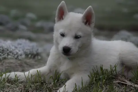 Siberian Husky  Boreas Orion Siberian Southeast photo 2