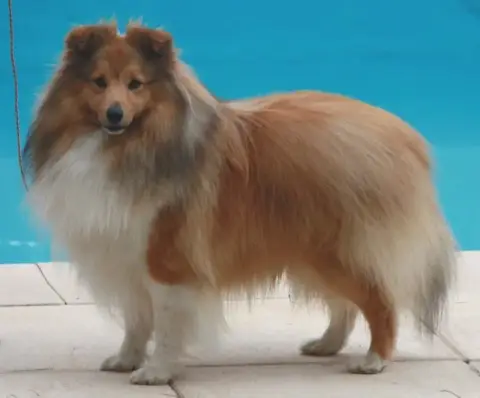 Shetland Sheepdog  Chiot N°2 Des Collines De Sagne photo 2