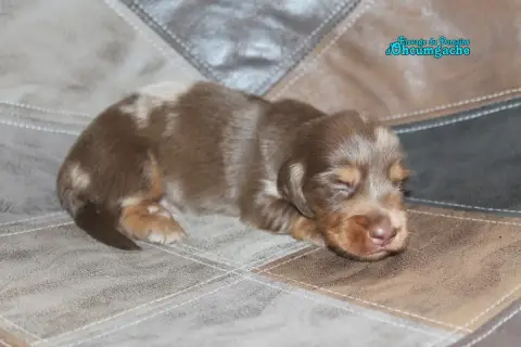 Adopter Teckel Poil Long 
                        Chiot N°1 D 7966c