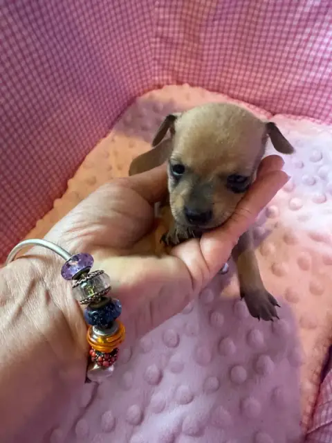 Russkiy Toy (Petit Chien Russe)  Chiot 2 Des Dunes De 02682