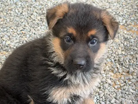 Berger Allemand  Chiot N°1 Du Moulin De Madjurie photo 2