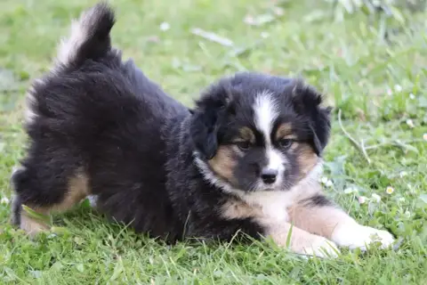 Berger Américain Miniature  Chiot N°1 Du Domaine De M 6820a photo 3