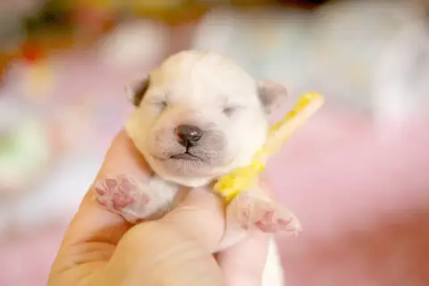 Bichon Frise  Bambi De La Felhotte