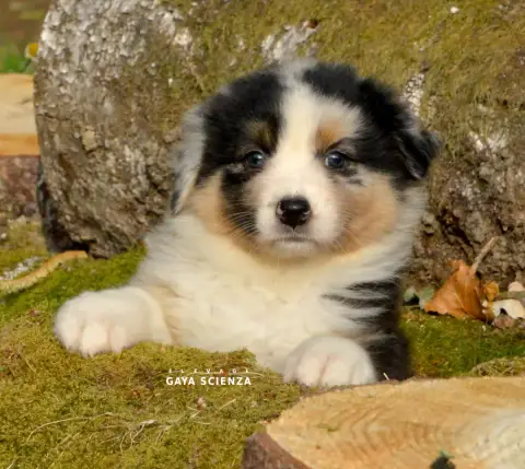 Berger Australien  Chiot N°7 Des Monts De La Gaya Sci b0847