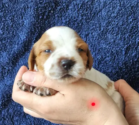 Epagneul Breton  Chiot Femelle Des Terres De Flore
