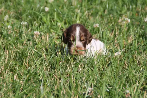 Cocker Spaniel Anglais  Chiot N°1 Brush Master