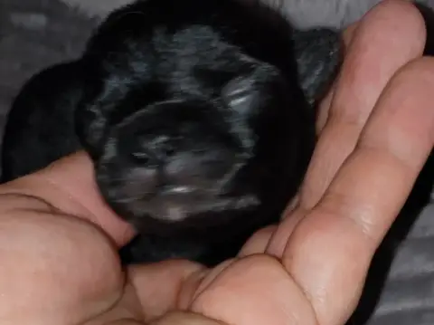 Chihuahua  Chiot 3 Du Gang Des Calinounoux