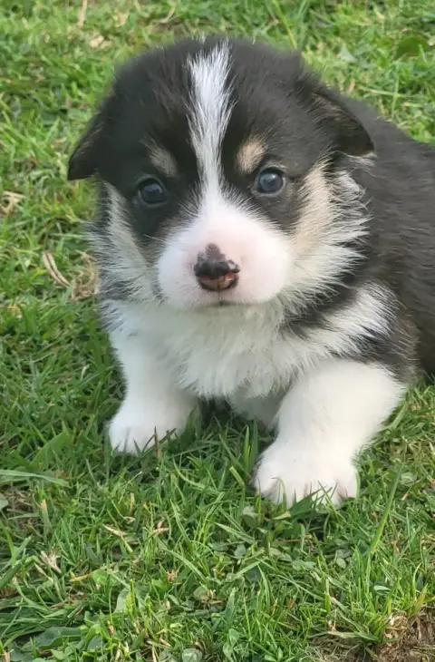 Welsh Corgi Pembroke  Becka photo 2