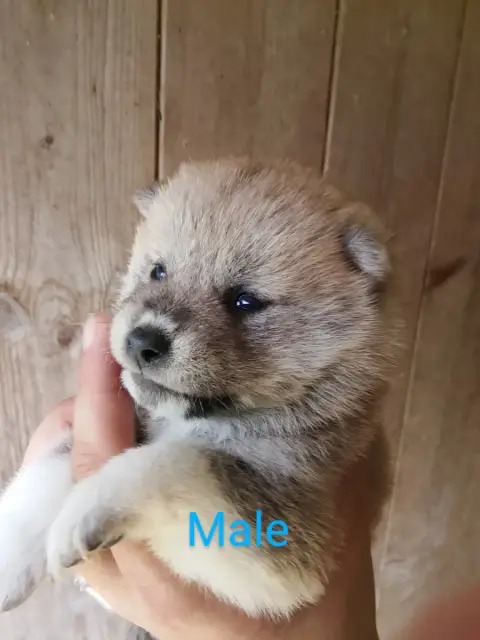 Shiba  Chiot N°3 Des Fringants Complices