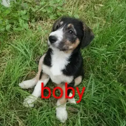 Vend Chiot