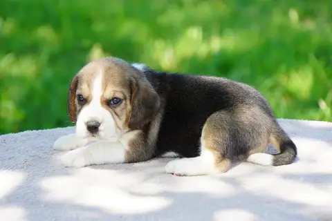Beagle  Chiot N°6 Forgiveness American Dog photo 2
