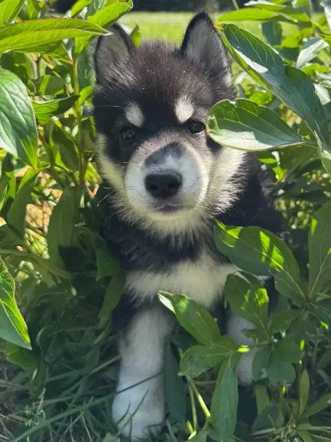 Siberian Husky  Batman De The King Ricci photo 2
