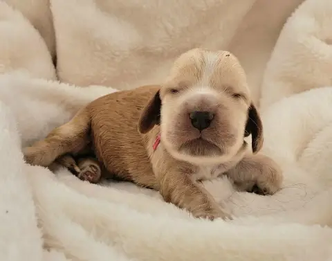 Cocker Spaniel Anglais  Baguette