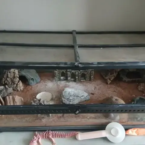 Gecko Léopard Femelle + Terrariums +Accessoires