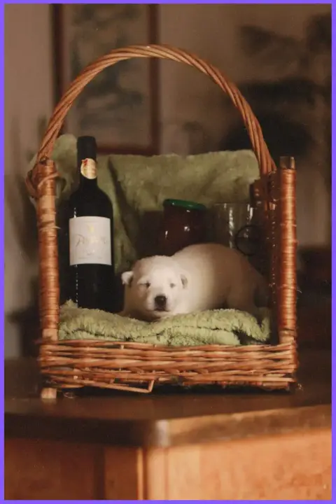 Berger Blanc Suisse  Miss Violette Des Sentinelles D' 5c7a4 photo 2