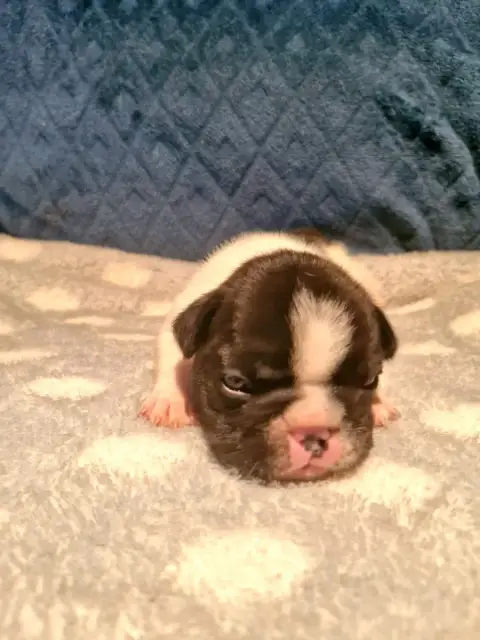 Bouledogue Français  Monsieur B Domaine De Floyd Et L d25a4 photo 2