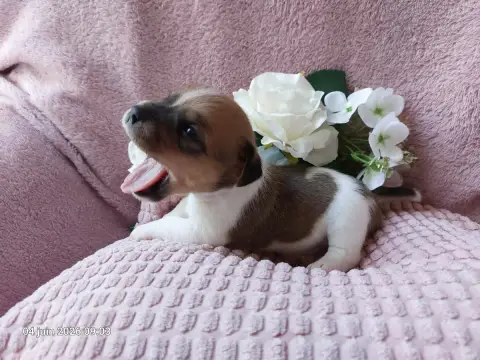 Jack Russell Terrier  Bb4-