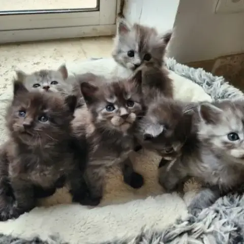 Chatons Croisés Maine Coon