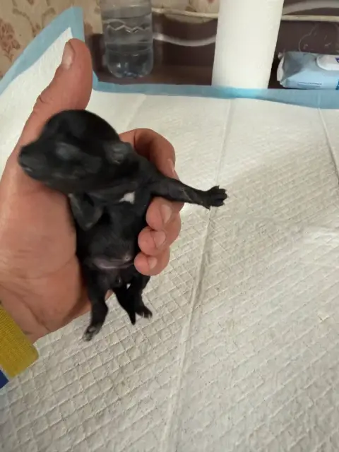Chihuahua  Chiot N°2 Du Hameau Des Nours photo 3