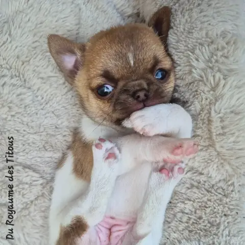 Chihuahua  Betina Du Royaume Des Titous photo 3