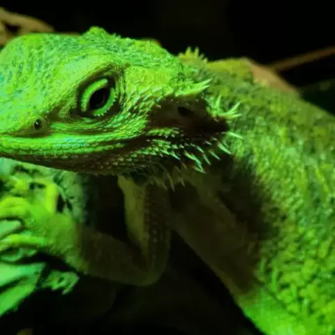 Pogona Et Terrarium