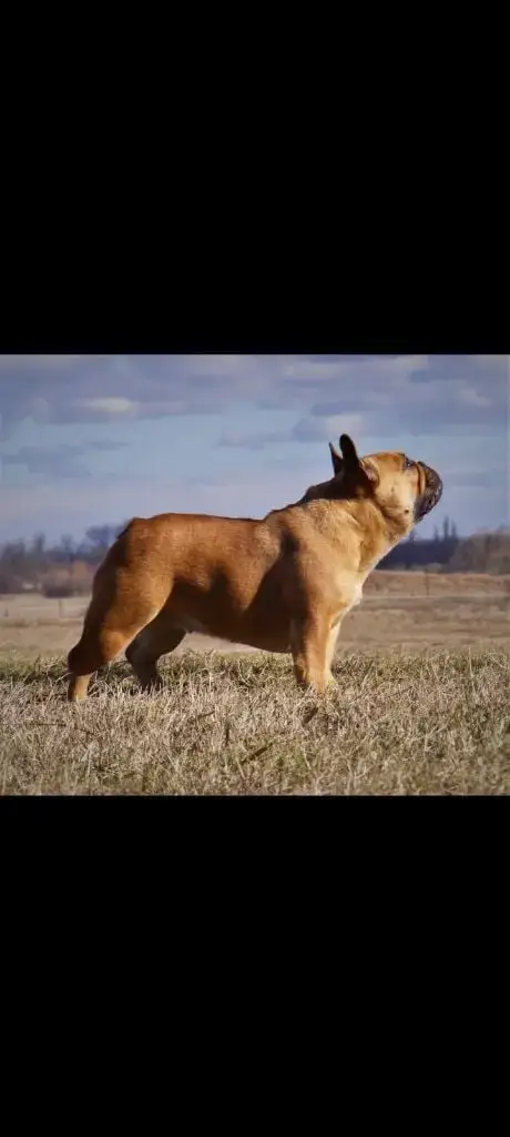 Bouledogue Français  Collier Bleu Of The Peaky'S Fren 8a768 photo 3