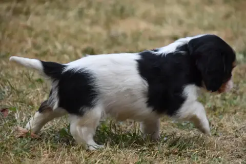 Cavalier King Charles Spaniel 
                       cec25 photo 2