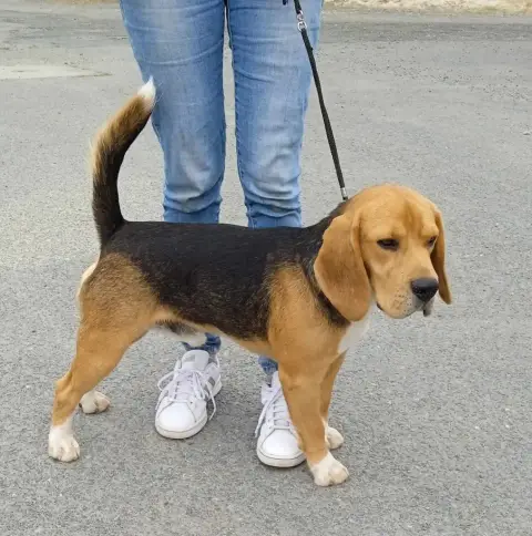 Beagle  Chiot N°1 De L’Echo Montois photo 2