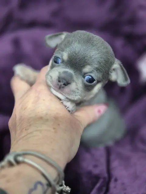 Chihuahua  Bonita Des Petits Diamants Précieux