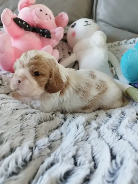 Cavalier King Charles Spaniel  Chiot N°3 Du Clos Kemo 66ed0
