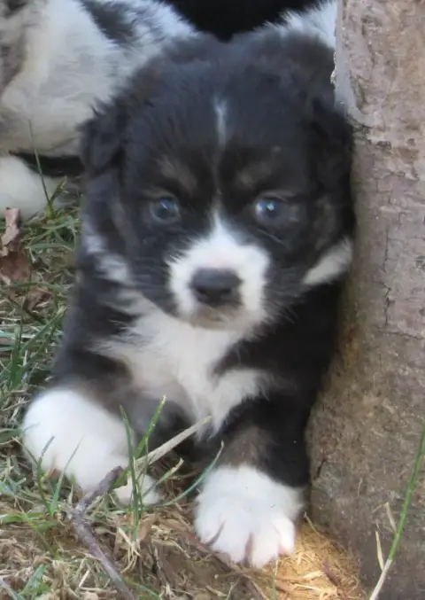 Berger Australien 
                        Chiot N°8  23ec7