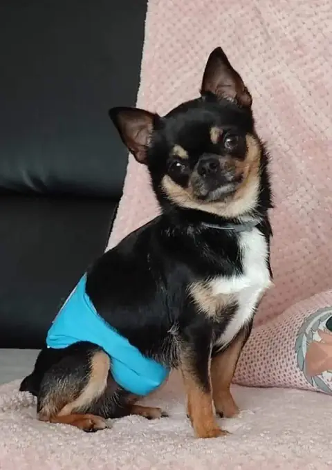 Chihuahua  B De La Nurserie De Nina photo 3