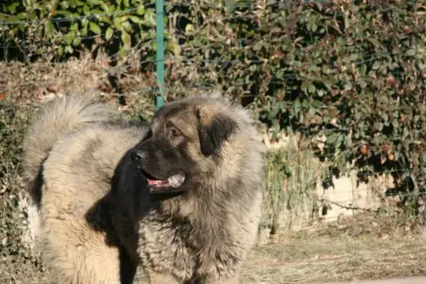 Berger Yougoslave De Charplanina  Chiot N°1 Des Jardi 57d31