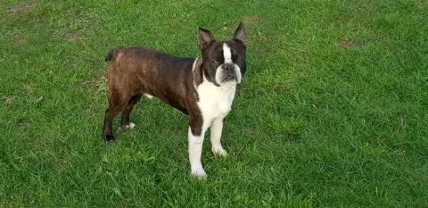 Boston Terrier  Chiot N°1 Du Temple Des Gremlins photo 3